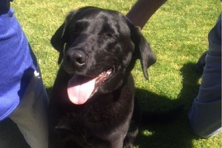 Lucy, si anjing labrador, yang menyelamatkan Joshua Horner dari hukuman penjara selama 50 tahun.