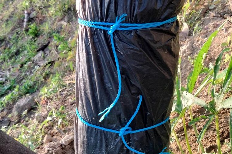 ilustrasi tanaman yang dicangkok