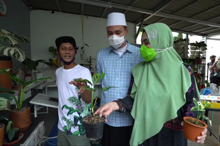 Artis Kartika Putri (kanan) bersama suaminya, Habib Usman (tengah) berburu tanaman janda bolong.