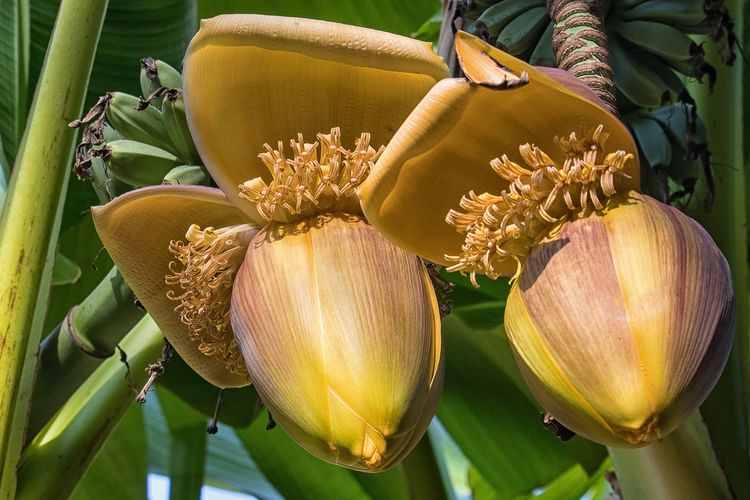 Ilustrasi jantung pisang. 