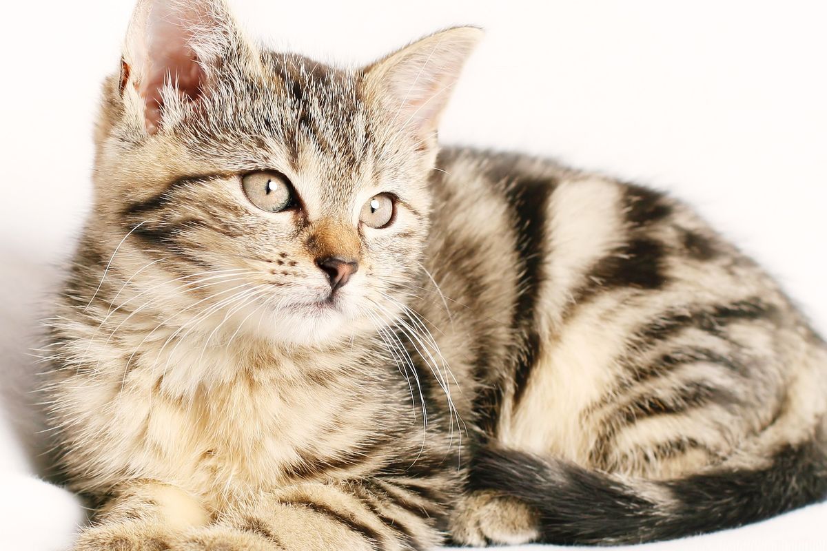 Ilustrasi kucing, anak kucing. 