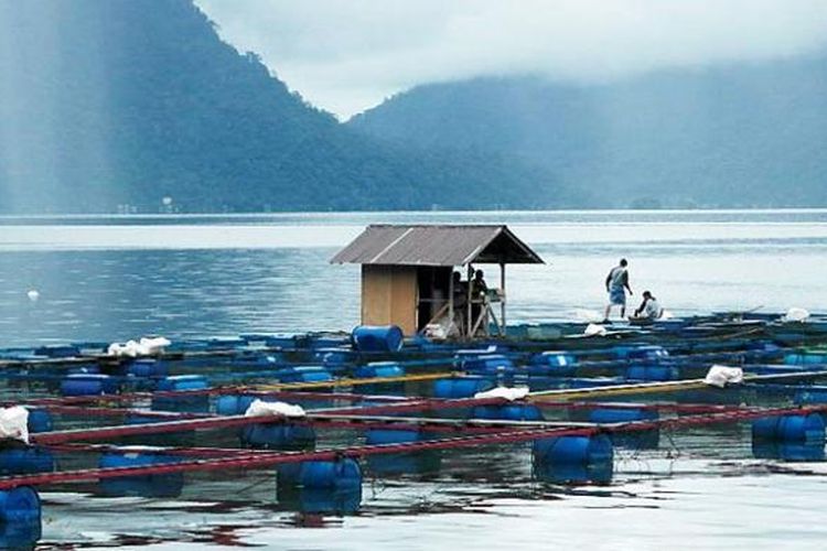 Danau Maninjau di Agam, Sumatera Barat, masuk Penyelamatan Danau Prioritas pada 2021. Di danau ini banyak budidaya ikan dengan keramba, namun banyak pula ikan mati yang membuat keindahan danau terusik. 