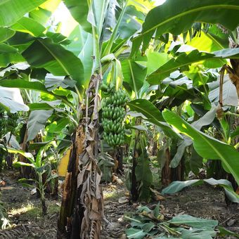 Ilustrasi pohon pisang, tanaman pisang. 