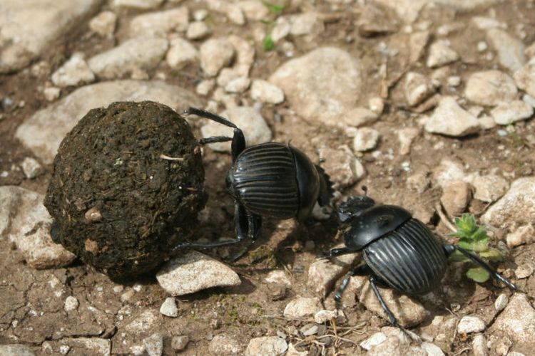 Ilustrasi kumbang kotoran sedang berebut tahi