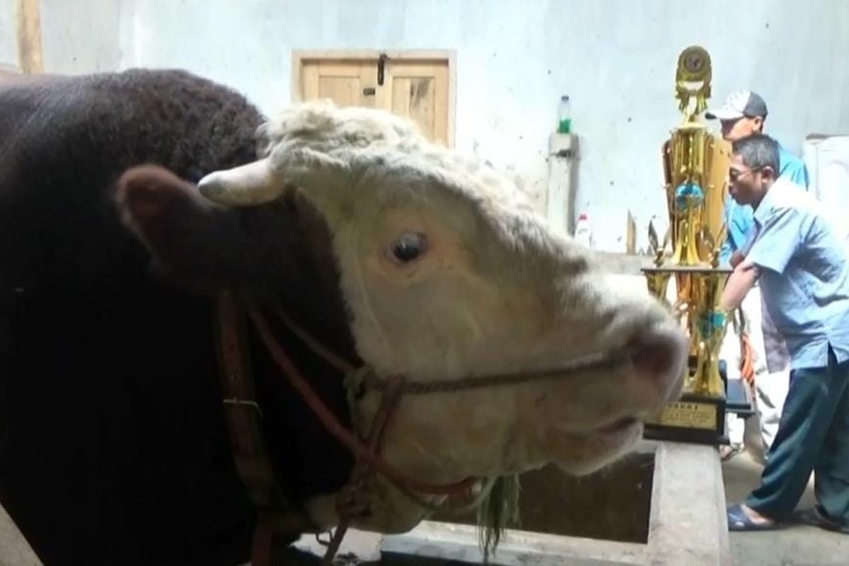 Sapi bernama Slamet milik peternak bernama Mulyono dibeli oleh Presiden Jokowi.