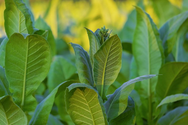 Ilustrasi tanaman tembakau, daun tembakau.