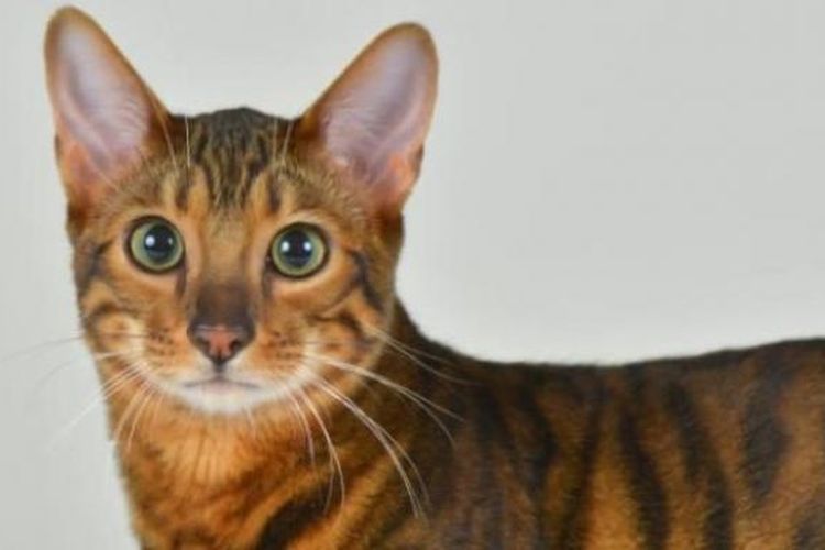 Kucing toyger.