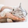 5 Alasan Kucing Suka Mendengkur, Sudah Tahu?