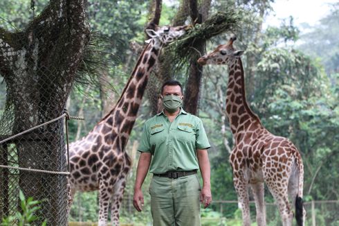 Taman Safari Bogor Dibuka 15 Juni, Semua Karyawan di-Rapid Test