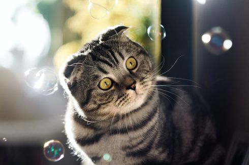 Pemilik Wajib Tahu, Ini 7 Hal yang Dibenci Kucing dan Bisa Bikin Stres