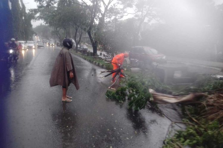 Sejumlah petugas BPBD sedang mengevakuasi pohon tumbang akibat hujan deras disertai angin kencang yang melanda kawasan Cibinong, Kabupaten Bogor, Jawa Barat, Minggu (17/10/2021).