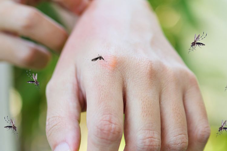Ilustrasi nyamuk, tangan digigit nyamuk. 