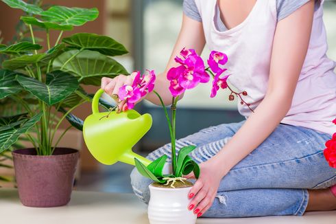 Bolehkah Menyiram Tanaman Bunga dengan Air Detergen?