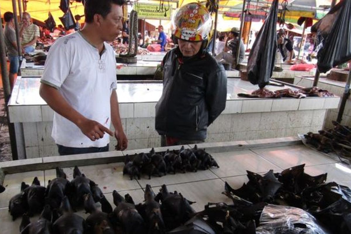 Kelelawar hitam (paniki) termasuk jenis satwa liar yang paling banyak diperdagangkan di pasar-pasar tradisional di Sulawesi Utara. 