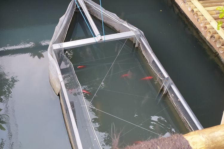 Warga Kota Semarang budidaya ikan di selokan