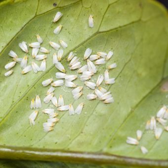 Ilustrasi hama kutu kebul atau Silverleaf Whitefly pada tanaman. 
