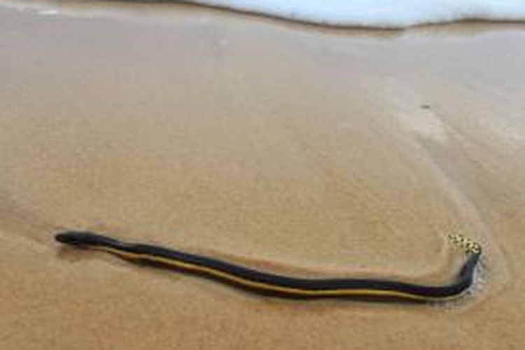 Ular Perut Kuning Yang Sangat Berbisa Terdampar Di Pantai Australia Halaman All Kompas Com