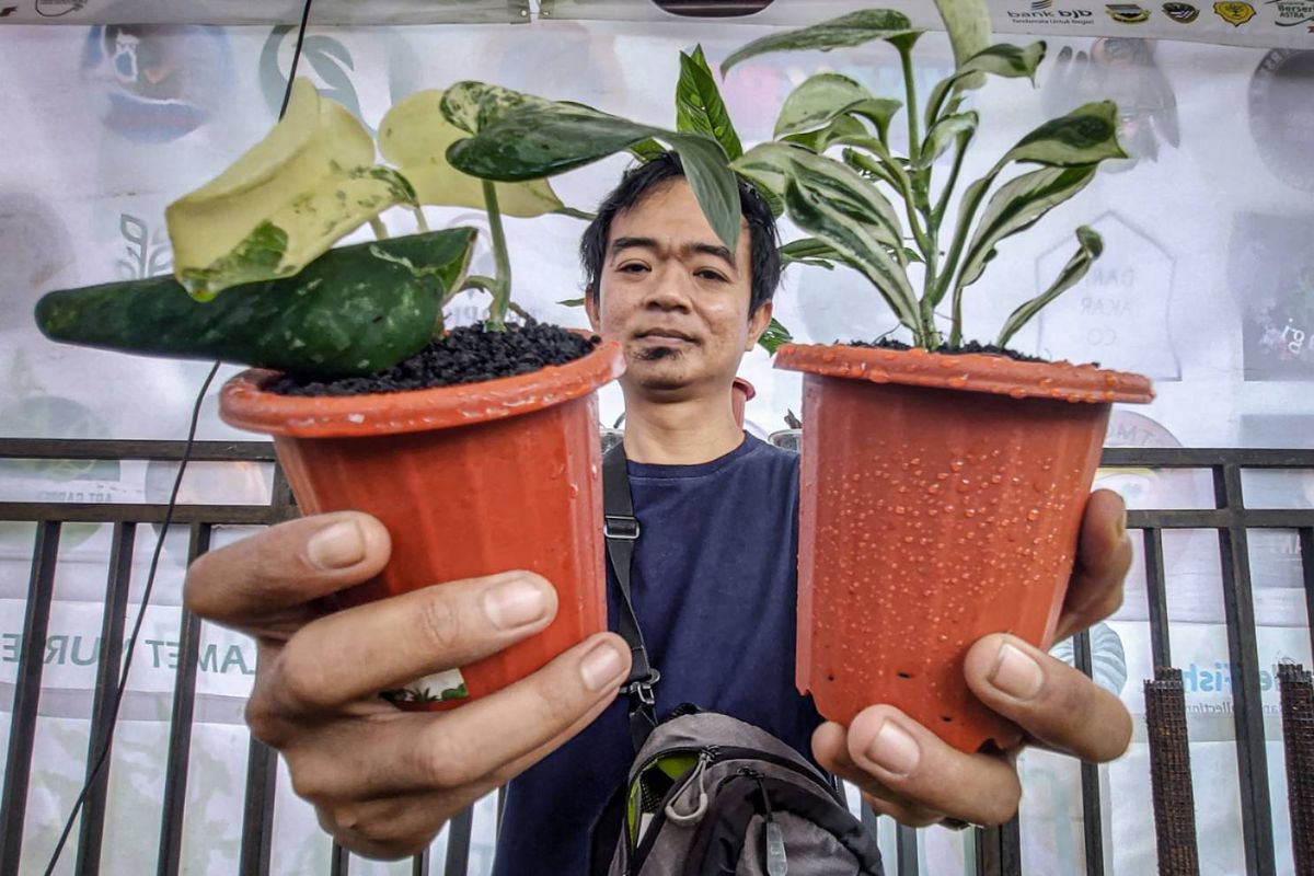 Petani tanaman hias, Firman (35) menunjukkan tanaman hias yang laku di pasar Eropa, Kamis (10/11/2022).