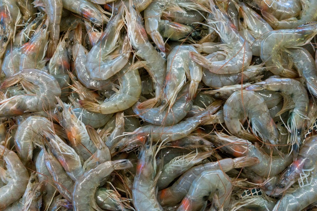 Ilustrasi udang, udang segar