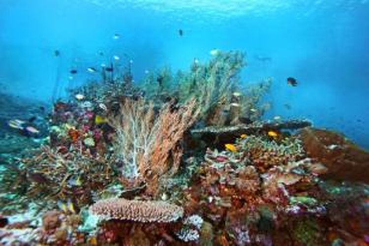 Berbagai jenis ikan berenang di sekitar karang di perairan Raja Ampat.