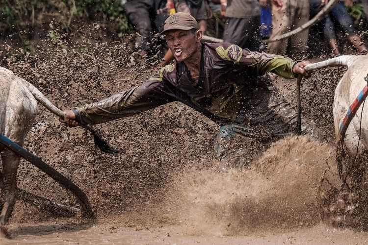 Seorang joki menarik buntut sapi (jawi) ketika mengendalikannya saat mengikuti kegiatan olahraga tradisional Pacu Jawi di Tanah Datar, Sumatera Barat, Sabtu (17/3/2018). Pacu Jawi merupakan permainan olahraga tradisional yang diadakan usai panen padi dan telah menjadi atraksi wisata untuk menarik wisatawan asing dan wisatawan lokal.