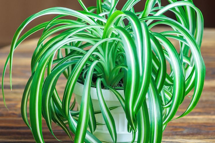 Ilustrasi tanaman lili paris atau tanaman laba-laba. 