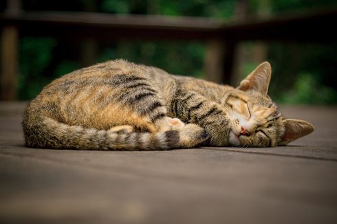 10 Perilaku yang Menandakan Kucing sedang Sakit