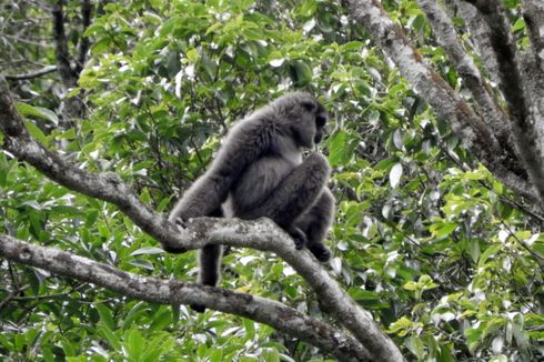 Lima Owa Jawa Dilepasliarkan di Hutan Lindung Gunung Malabar