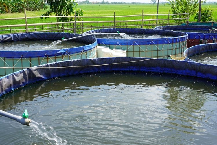 Ilustrasi budidaya ikan lele di kolam terpal.