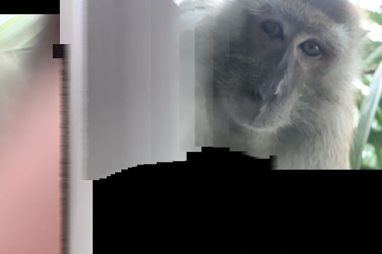 Monyet selfie menggunakan smartphone.