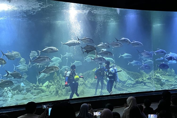 Saat Penyelam Main Bola di Tengah Hiu dan Ribuan Ikan, Cara Aquarium Pangandaran Semarakkan Piala Dunia