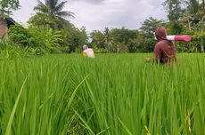 Lihat Tanahnya Dipatok untuk Jalan Tol, Warga Kulon Progo: Rasanya Kurang Enak