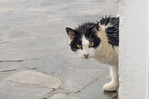 Kenapa Kucing Takut Air dan Bagaimana Memandikannya