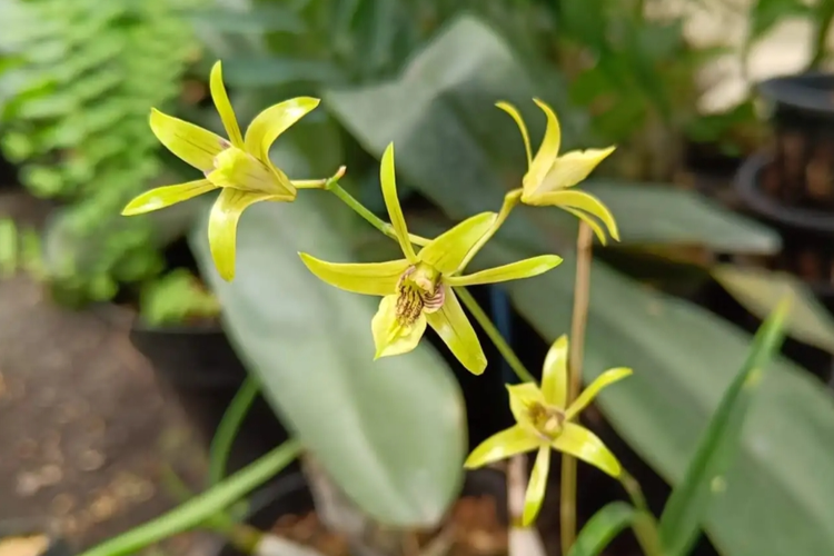 Anggrek langka di Pulau Jawa. 