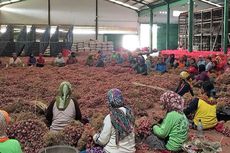 Kemendag: Harga Bawang Merah Naik 18 Persen, namun...