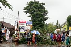 Hujan dan Angin Kencang Landa Sleman, Pohon Tumbang Tutup Akses Jalan