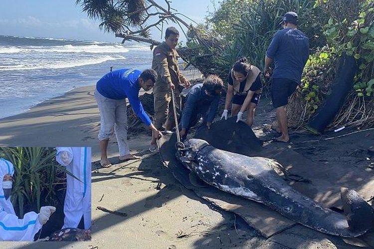 Kail pancing berukuran besar ditemukan di mulut lumba-lumba ditemukan mati di pantai perancak, Jembrana, Bali.
