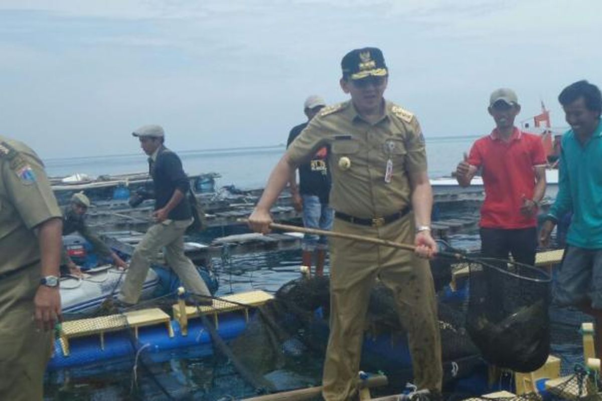 Gubernur DKI Jakarta Basuki Tjahaja Purnama memanen ikan kerapu di perairan Kepulauan Seribu, Selasa (26/9/2016). 
