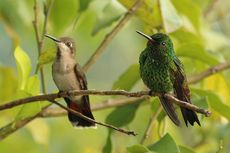 Bisakah Burung Tropis Menghadapi Panas karena Perubahan Iklim?