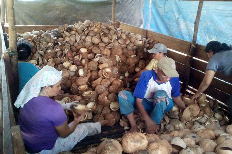 Petani saat mengupas buah kelapa untuk dijadikan kopra. Nelson Pomalingo, Koordinator Koalisi Nasional Pemerintah Daerah Penghasil Kelapa menginginkan kembalinya kejayaan kelapa seperti yang pernah terjadi