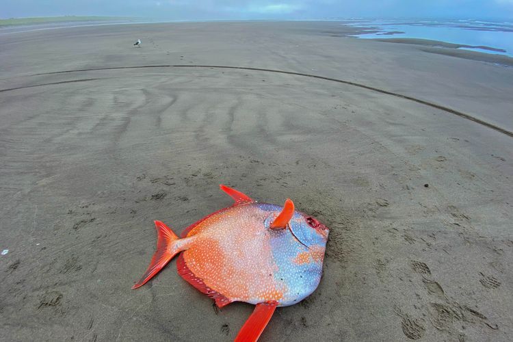 Moonfish ini, juga dikenal sebagai opah, memiliki panjang lebih dari satu meter, dapat tumbuh hingga nyaris 2 meter dan biasa hidup di perairan tropis.
