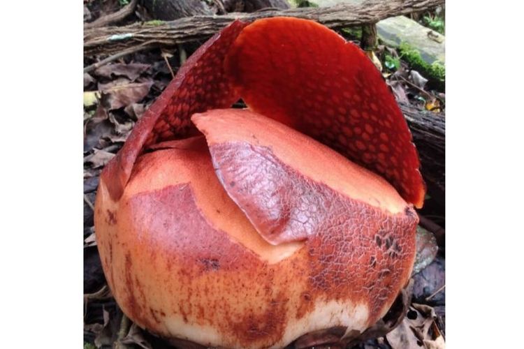 Kondisi knop bunga rafflesia yang bakal mekar di halaman warga Batang Palupuh, Kecamatan Palupuh, Kabupaten Agam. 