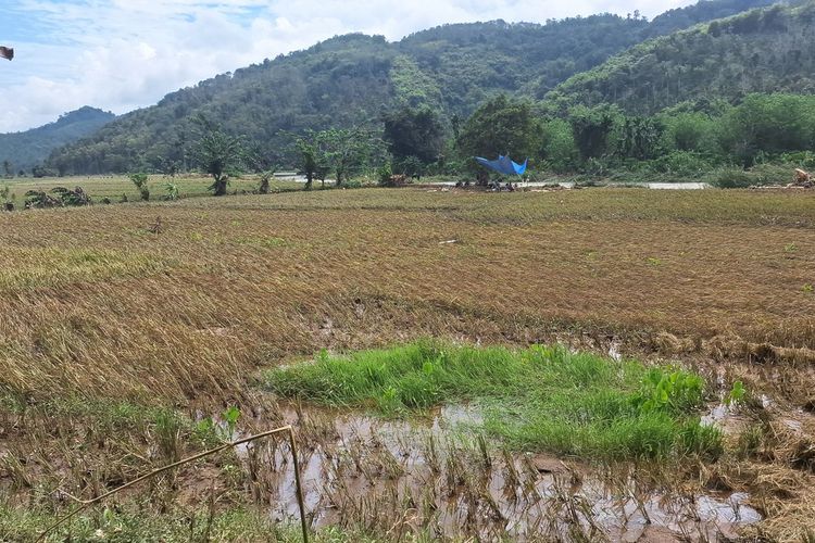 kondisi sawah hancur dihantam banjir di Kabupaten Lebong, Bengkulu