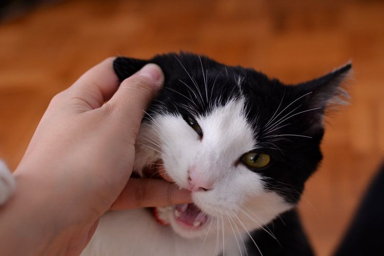 Ilustrasi kucing menggigit jari pemiliknya. 