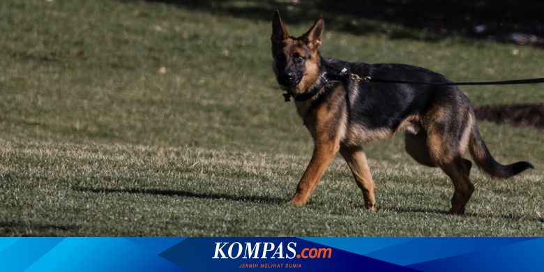 Sering Gigit Staf, Anjing Biden Akhirnya Dipindah dari Gedung Putih