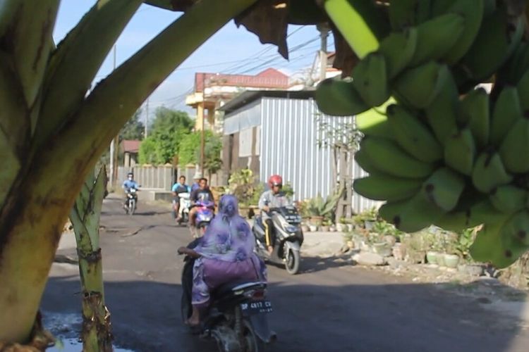 Jalan Trans Sulawesi rusak, warga Sidrap tanam pohon pisang sebagai protes 