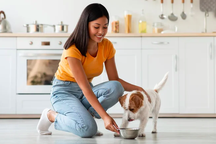 Cara mengusir semut di mangkuk hewan peliharaan
