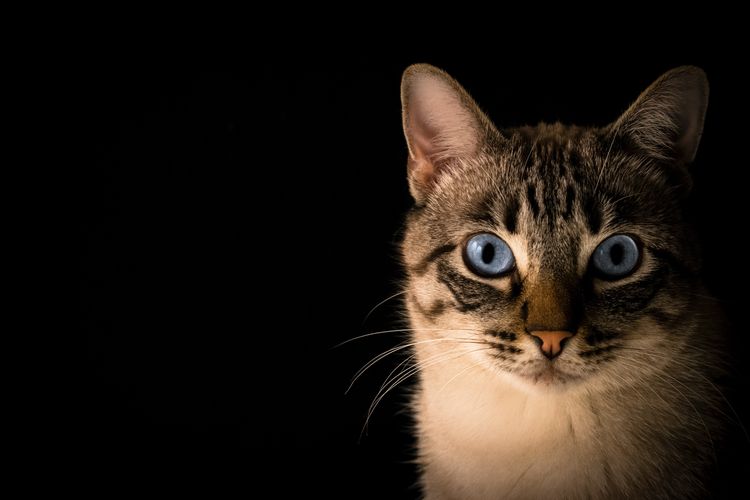 Kucing menatap manusia sebagai alat untuk berkomunikasi.