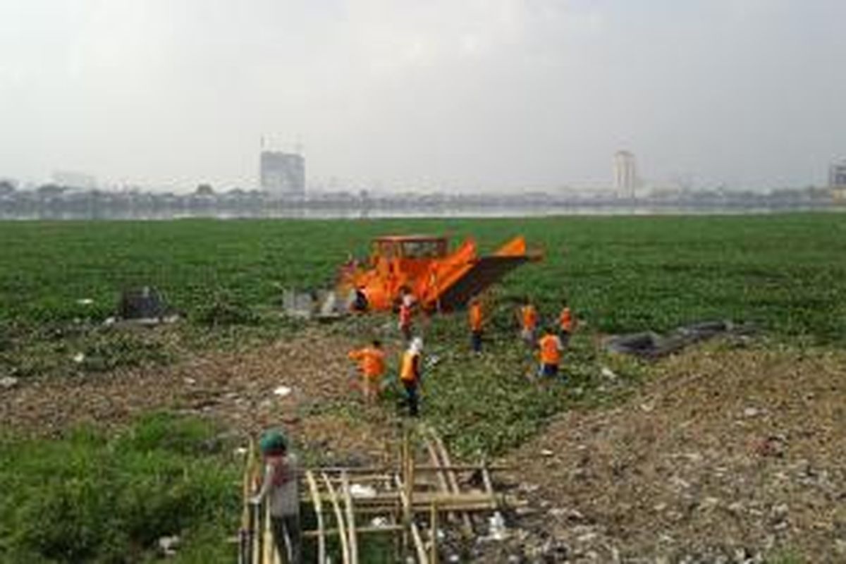 Alat berat digunakan untuk mengangkat tanaman eceng gondok di Waduk Pluit, Penjaringan, Jakarta Utara, Senin (26/5/2014).
