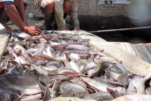 Bagi-bagi 600 kilogram Ikan Lele di Festival Perikanan Nusantara 